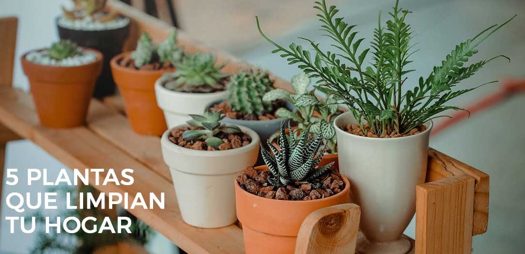 5 plantas de interior que limpian el aire de tu casa